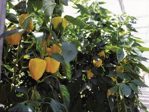 Eurochem Agro Iberia amplía su gama de productos solubles