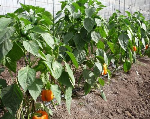 Organizan en Almería un curso sobre la nueva normativa europea de fertilizantes