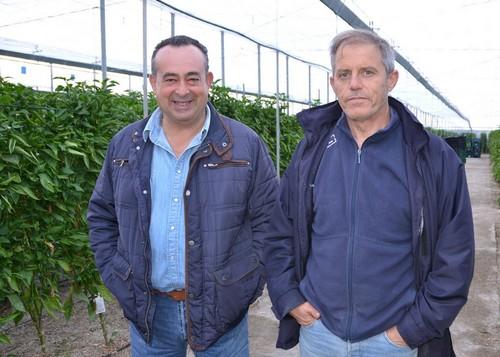 Akira Seeds triunfa con sus  pimientos tipo snacking