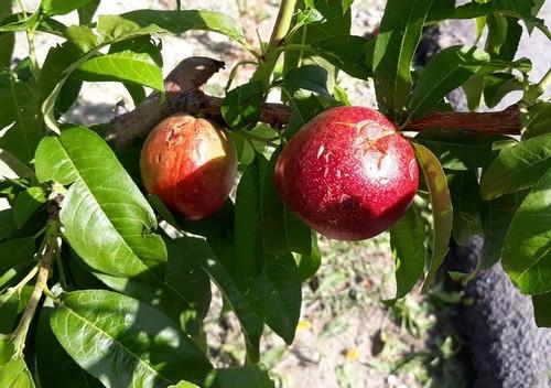 Agricultura estima que son 2.800 las hectáreas afectadas por el episodio de granizo en Murcia