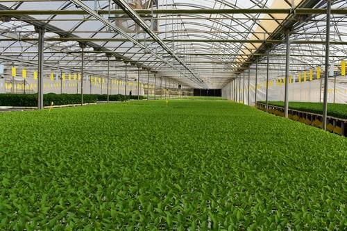 Campoejido proporciona 30 millones de plantas en cada campaña agrícola