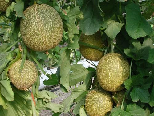 El melón cae de precio en la semana 19 con el galia a 0,27 euros de media