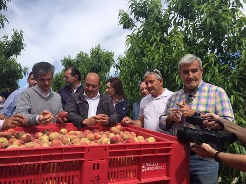 Agricultura se suma al optimismo del sector en el inicio de la campaña de fruta de hueso
