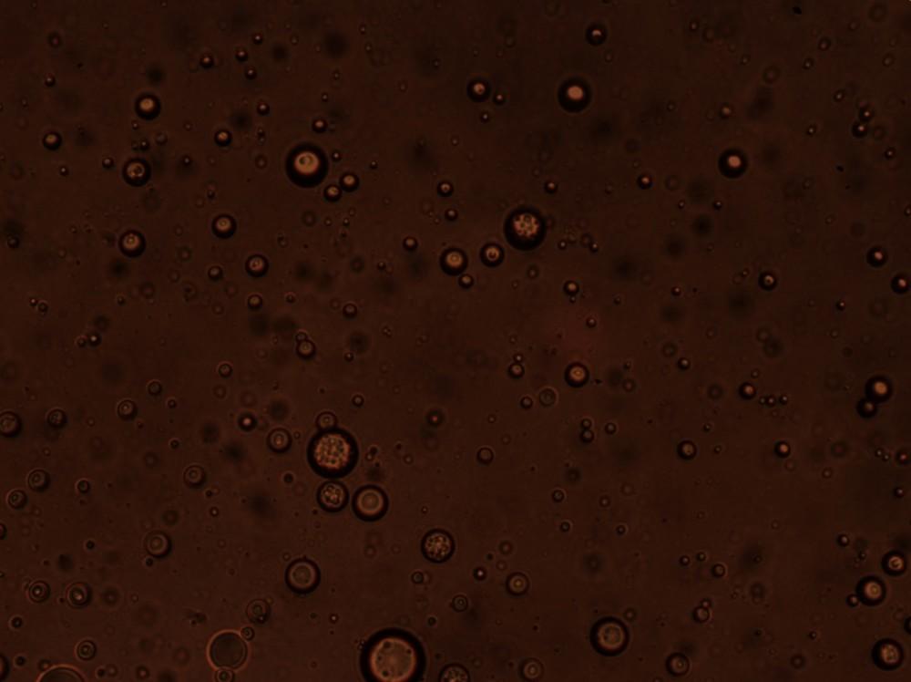 Grupo Agrotecnología muestra la encapsulación como nueva tecnología de formulación de extractos naturales con Tec Fort, la piretrina más eficaz
