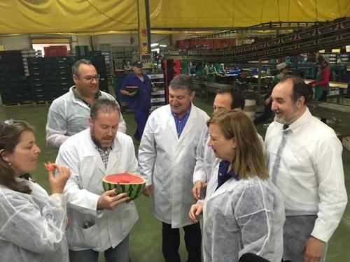 La Delegación de Agricultura de la Junta de Andalucía intensifica los controles sobre la madurez en sandía y melón