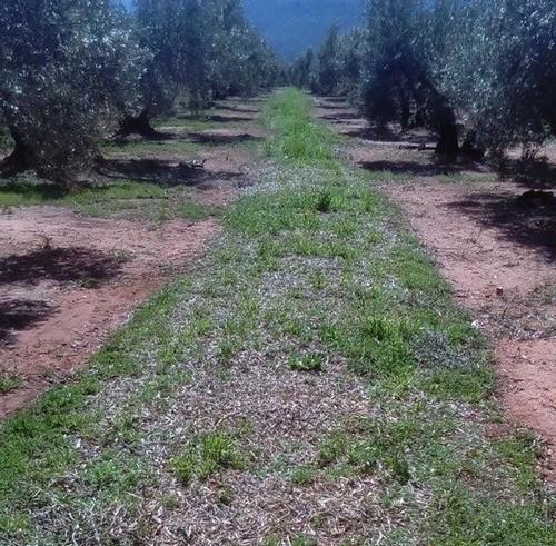 Abonado un pago adicional de 6,7 millones a la agricultura ecológica, medidas agroambientales y zonas con limitaciones