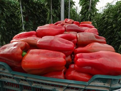 Los precios registran un nuevo desplome con la subida de las temperaturas