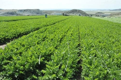 Agricultura comprueba la efectividad de un abono vegetal en cultivo de apio verde para obtener cosechas de mayor cantidad y calidad