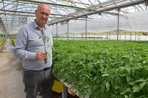 El Semillero Campoejido, garantía de éxito  en los procesos de injerto
