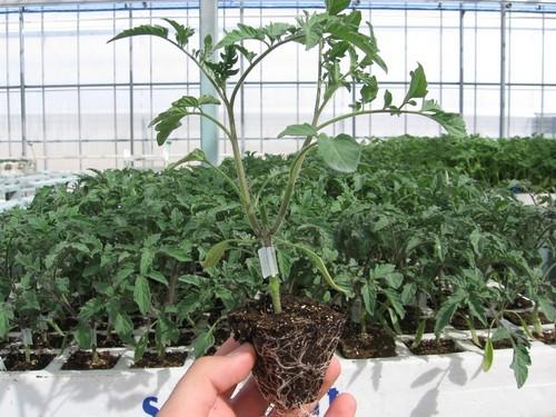 Saliplant incrementa las ventas de injerto de tomate en el primer semestre de 2018 y espera crecer otro 20% entre julio y agosto