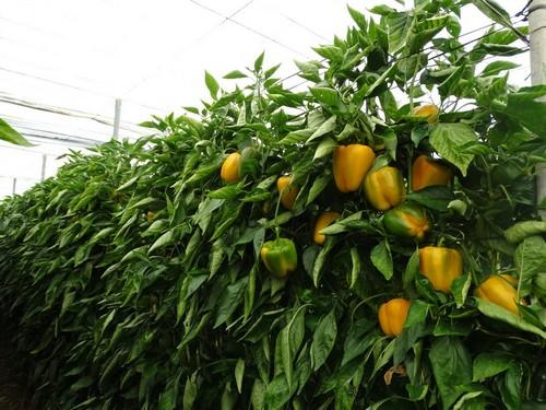 ASAJA aconseja asegurar las plantaciones tempranas de hortalizas