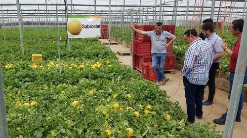 Hazera España da a conocer sus variedades de melón Galia Sabrosón y 62108