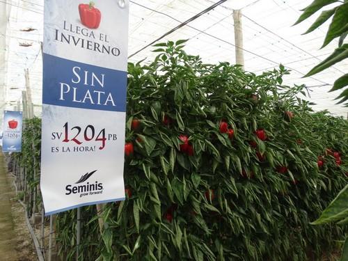 Seminis marca la hora  en tardío con su California SV1204PB
