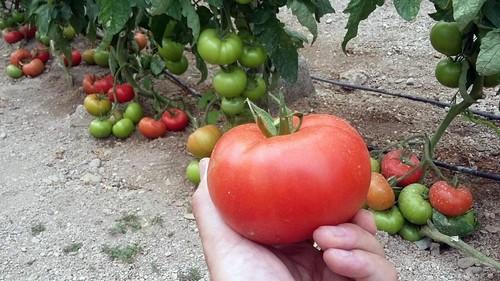 Ramiro Arnedo revoluciona su catálogo  de tomate con grandes novedades