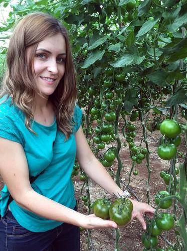 Top Seeds abre una nueva etapa de posicionamiento en tomate con importantes novedades en cherry, marmande, liso y pera