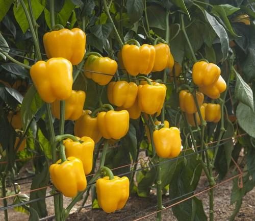 Zeraim ofrece el catálogo más amplio de pimiento tardío para Almería