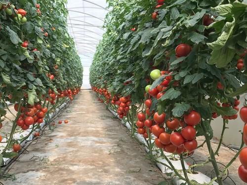 Las variedades de ISI Sementi  cubren todo el ciclo de cultivo