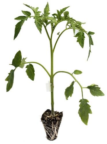 Filosem apuesta por el portainjerto K2 por su buen equilibrio vegetativo/generativo y excelente germinación y uniformidad en semillero