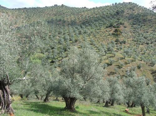 Agricultura desarrolla 13 proyectos de investigación para la adaptación del sector agrario al cambio climático en Andalucía