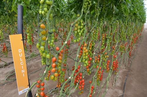 HM Clause consolida su liderazgo en la comercialización de tomate cherry en Almería
