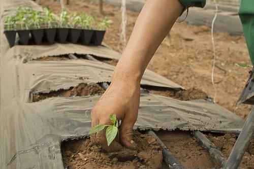 La Junta valora que el reglamento de la PAC incluya al pequeño agricultor y pide seguir batallando para no perder ni un euro
