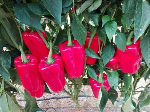 Solo el pimiento lamuyo mantiene el tipo en una nueva semana de precios a la baja
