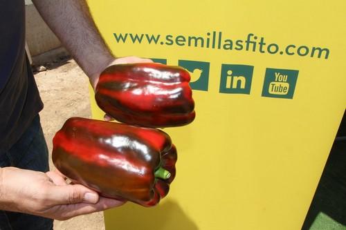 Rio Grande, el lamuyo de Semillas Fito, consigue el equilibrio entre la rentabilidad que pide el agricultor y la calidad que exige el consumidor