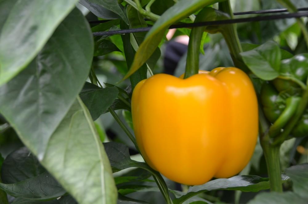 COAG solicita al nuevo Gobierno central que atienda la demanda de los agricultores en materia de rebaja fiscal