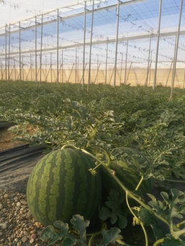 ASAJA denuncia que los precios de la sandía han caído un 82 por ciento