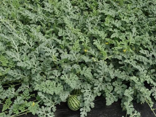 El precio de los cultivos hortofrutícolas almerienses se hunde, con la sandía un 80 por ciento más barata