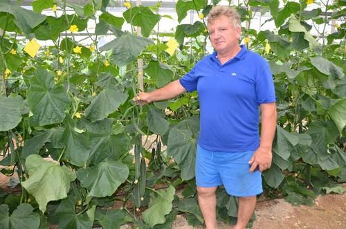 Seminis revoluciona el segmento de pepino temprano con Invictus