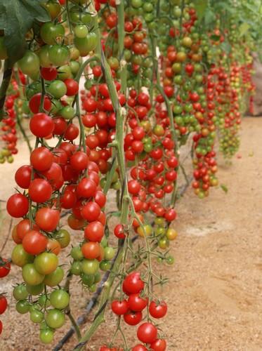  Meridiem Seeds devuelve el sabor y aspecto de los tomates tradicionales aportándole productividad, resistencias y calidad con el Proyecto Traditom