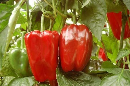 El pimiento lamuyo y judía los únicos productos que rozan el euro en un fin de campaña con precios muy bajos