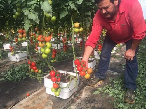 Los contenedores para hidropónico de Preformati destacan por su “limpieza y aporte de calibre al fruto”