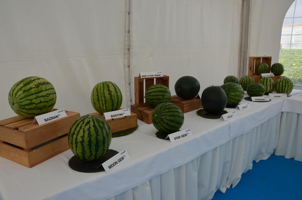Más sabor y menos calibre, la fórmula de éxito de Nunhems® para satisfacer el mercado de melón y sandía