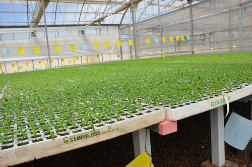 El semillero de Campoejido se hace hueco entre los agricultores que apuestan por el ecológico