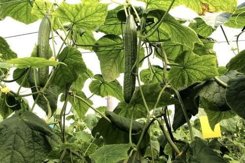 Mitre y Tejo estrenan SmartQ, la línea mejorada de pepino holandés de Semillas Fitó