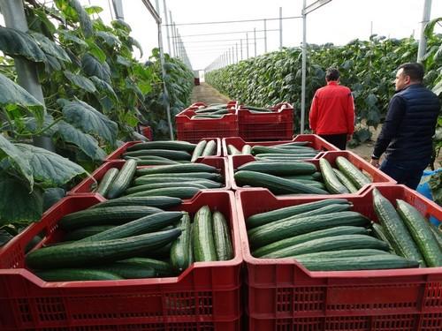 La Junta convoca las ayudas para apoyar la contratación de seguros agrarios, con un aumento del 62% respecto a 2017