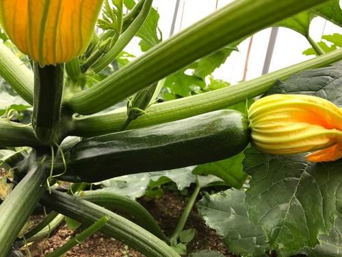 Calabacines de ISI Sementi   para los ciclos de cultivo de Almería