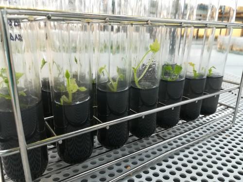 King Courgette podría disponer de plantones libres de virus “Nueva Delhi” para el comienzo de campaña