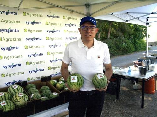 Syngenta presenta sus sandías  para campo abierto en Lorca