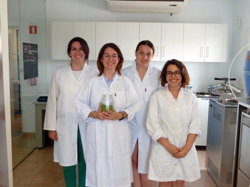Semilleros Laimund innova con injerto de pimiento y potencia su laboratorio de cultivo in vitro de tejidos vegetales