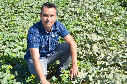 Zeraim presenta Titanium, novedad en melón amarillo para La Mancha y Murcia