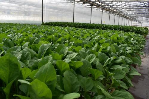El semillero de Campoejido ofrece innovación y profesionalidad a miles de agricultores