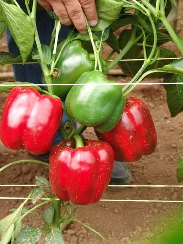 El Campo de Cartagena baila al son del California rojo para aire libre Traviatta RZ
