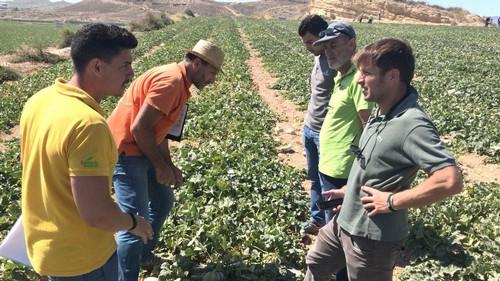 Seminis conquista a comercializadoras y supermercados con sus novedades en melón larga vida, con sabor y resistencias