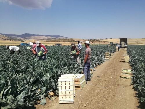La nueva variedad de coliflor de Sakata Seed Ibérica, Whiton, triunfa en su presentación en las Ventas de Zafarraya