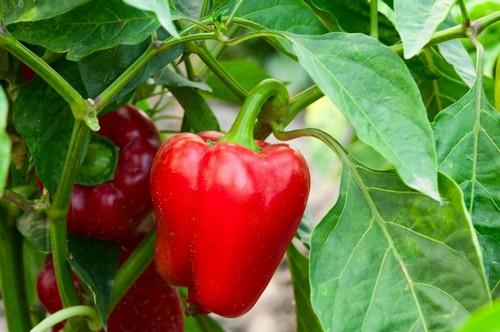 Un ensayo independiente demuestra la mayor eficacia de los bioestimulantes de microalgas AgriAlgae® en pimiento