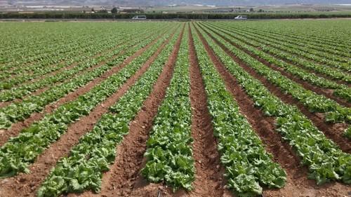 Shingo es la nueva solución de UPL para mejorar  el rendimiento en los cultivos de hortícolas