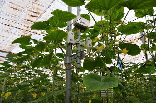 La metodología de Wise facilita al cultivo usar toda su energía para potenciar su rendimiento final